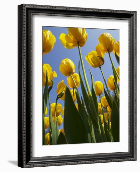 Tulips in Keukenhof Gardens, Amsterdam, Netherlands-Keren Su-Framed Photographic Print