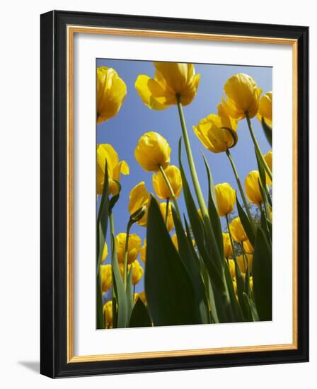 Tulips in Keukenhof Gardens, Amsterdam, Netherlands-Keren Su-Framed Photographic Print