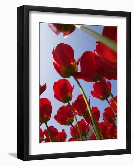 Tulips in Keukenhof Gardens, Amsterdam, Netherlands-Keren Su-Framed Photographic Print