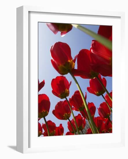 Tulips in Keukenhof Gardens, Amsterdam, Netherlands-Keren Su-Framed Photographic Print