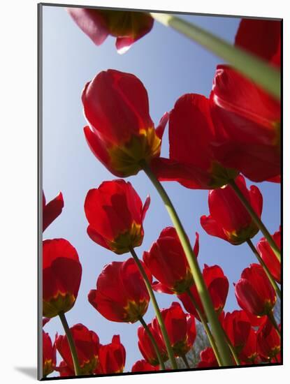 Tulips in Keukenhof Gardens, Amsterdam, Netherlands-Keren Su-Mounted Photographic Print