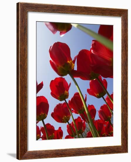 Tulips in Keukenhof Gardens, Amsterdam, Netherlands-Keren Su-Framed Photographic Print