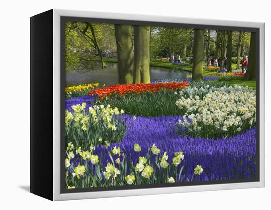 Tulips in Keukenhof Gardens, Amsterdam, Netherlands-Keren Su-Framed Premier Image Canvas