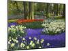 Tulips in Keukenhof Gardens, Amsterdam, Netherlands-Keren Su-Mounted Photographic Print