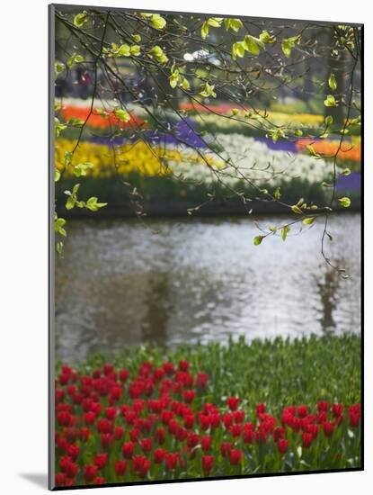 Tulips in Keukenhof Gardens, Amsterdam, Netherlands-Keren Su-Mounted Photographic Print