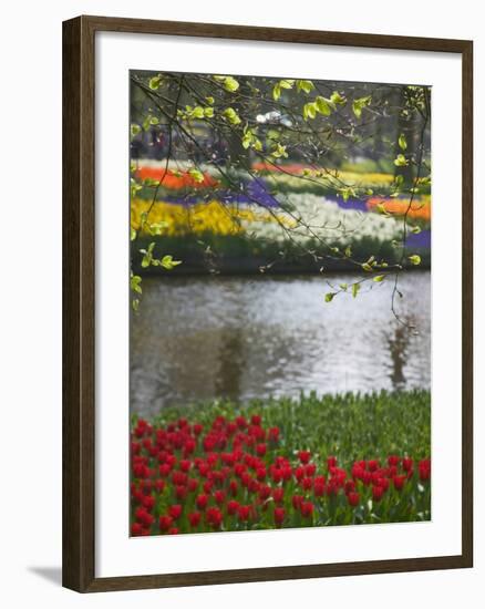 Tulips in Keukenhof Gardens, Amsterdam, Netherlands-Keren Su-Framed Photographic Print