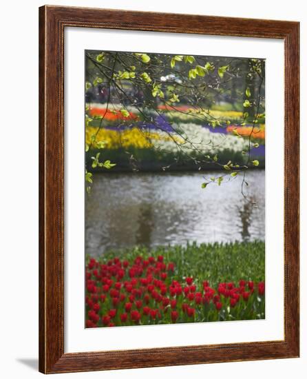 Tulips in Keukenhof Gardens, Amsterdam, Netherlands-Keren Su-Framed Photographic Print