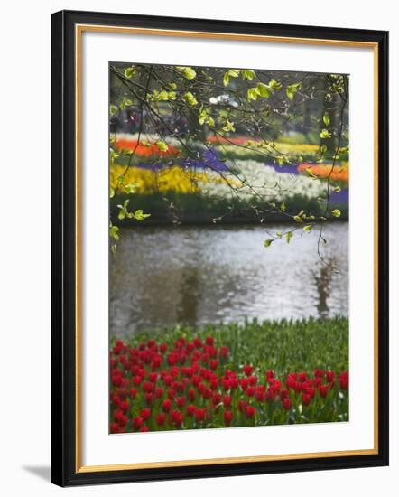 Tulips in Keukenhof Gardens, Amsterdam, Netherlands-Keren Su-Framed Photographic Print