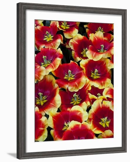 Tulips in Keukenhof Gardens-Darrell Gulin-Framed Photographic Print