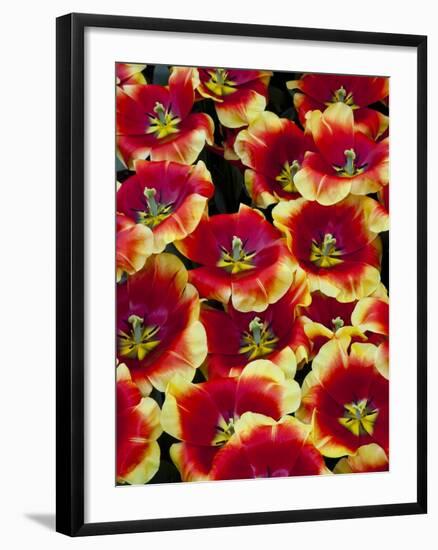 Tulips in Keukenhof Gardens-Darrell Gulin-Framed Photographic Print