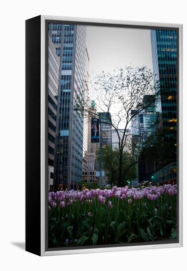 Tulips in Manhattan-Erin Berzel-Framed Premier Image Canvas