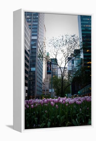 Tulips in Manhattan-Erin Berzel-Framed Premier Image Canvas