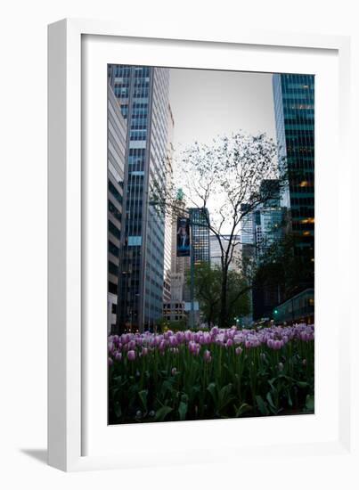 Tulips in Manhattan-Erin Berzel-Framed Photographic Print