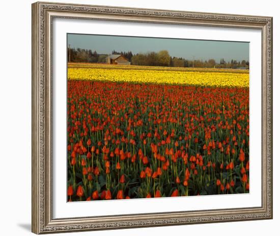 Tulips in Mt Vernon-Ike Leahy-Framed Photo