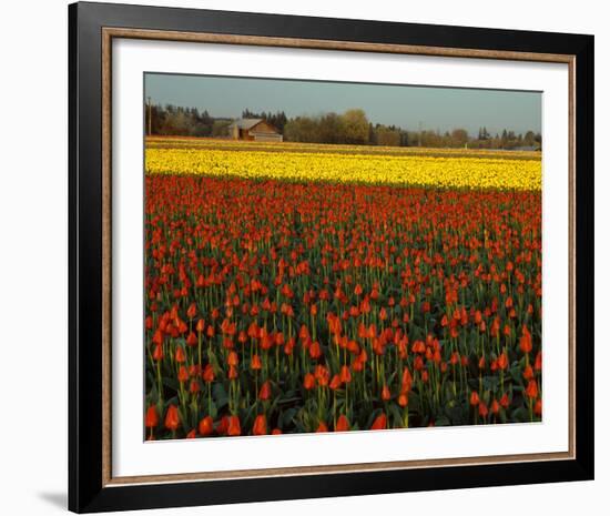 Tulips in Mt Vernon-Ike Leahy-Framed Photo