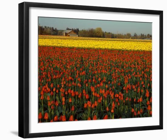 Tulips in Mt Vernon-Ike Leahy-Framed Photo