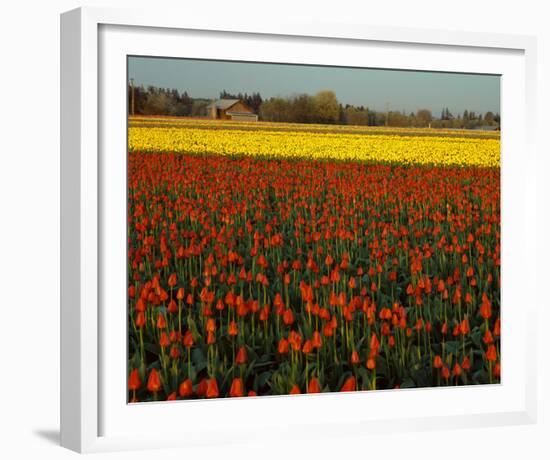 Tulips in Mt Vernon-Ike Leahy-Framed Photo