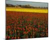 Tulips in Mt Vernon-Ike Leahy-Mounted Photo