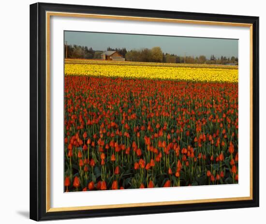 Tulips in Mt Vernon-Ike Leahy-Framed Photo