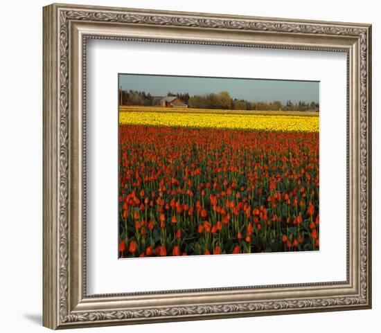 Tulips in Mt Vernon-Ike Leahy-Framed Photo