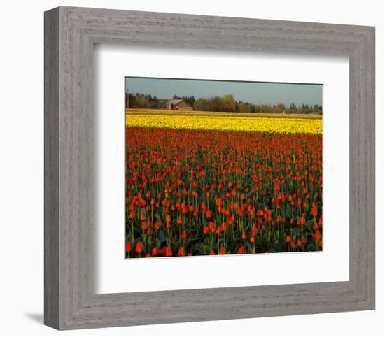 Tulips in Mt Vernon-Ike Leahy-Framed Photo