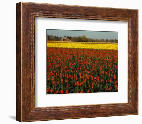 Tulips in Mt Vernon-Ike Leahy-Framed Photo