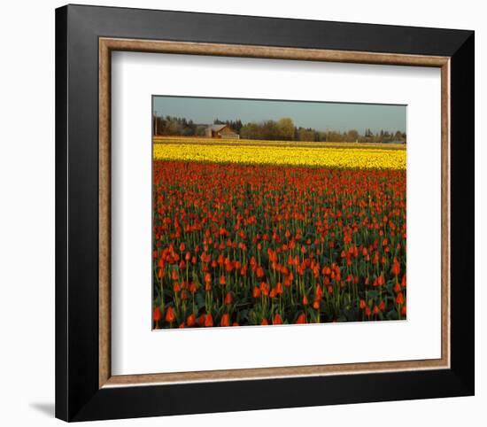 Tulips in Mt Vernon-Ike Leahy-Framed Photo