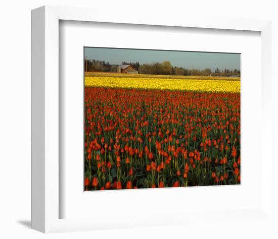 Tulips in Mt Vernon-Ike Leahy-Framed Photo