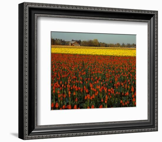 Tulips in Mt Vernon-Ike Leahy-Framed Photo