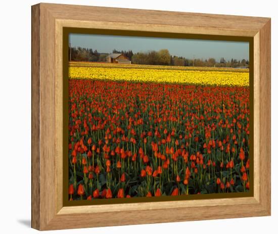 Tulips in Mt Vernon-Ike Leahy-Framed Stretched Canvas