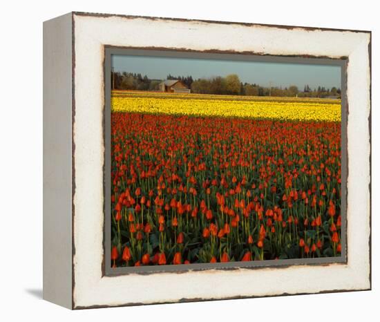 Tulips in Mt Vernon-Ike Leahy-Framed Stretched Canvas