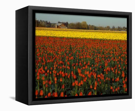Tulips in Mt Vernon-Ike Leahy-Framed Stretched Canvas
