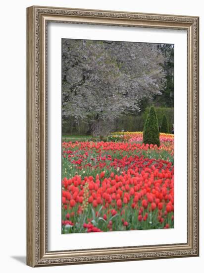 Tulips in Spring, Longwood Gardens, 2019 ( photograph-null-Framed Photographic Print