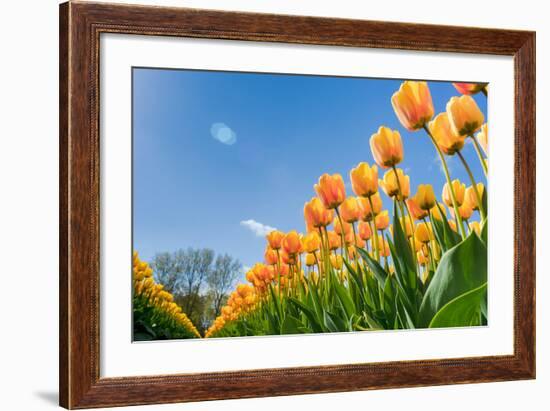 Tulips in Spring Sun.-Fotografiecor-Framed Photographic Print