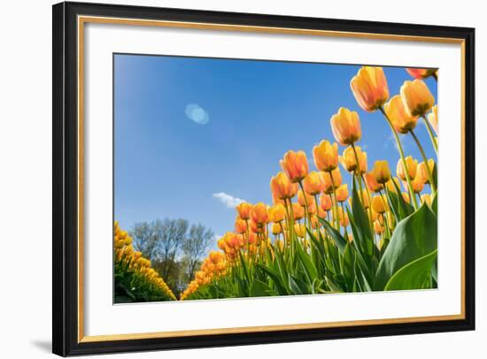 Tulips in Spring Sun.-Fotografiecor-Framed Photographic Print