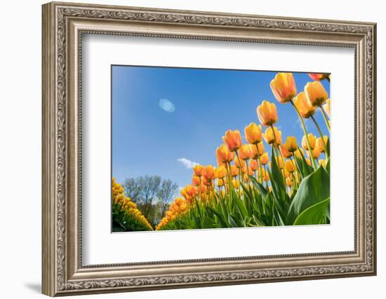 Tulips in Spring Sun.-Fotografiecor-Framed Photographic Print