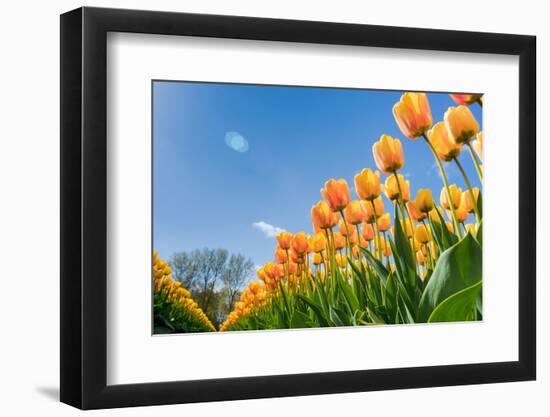 Tulips in Spring Sun.-Fotografiecor-Framed Photographic Print