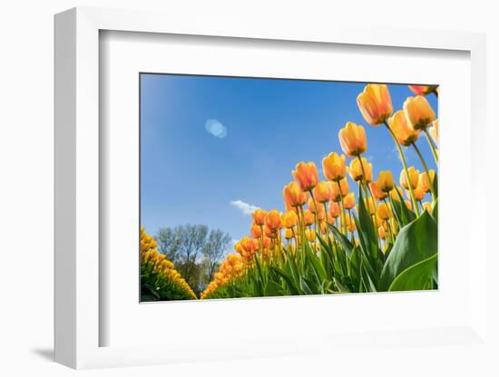 Tulips in Spring Sun.-Fotografiecor-Framed Photographic Print