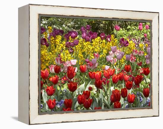 Tulips in St James's Park, London, England, United Kingdom-David Wall-Framed Premier Image Canvas