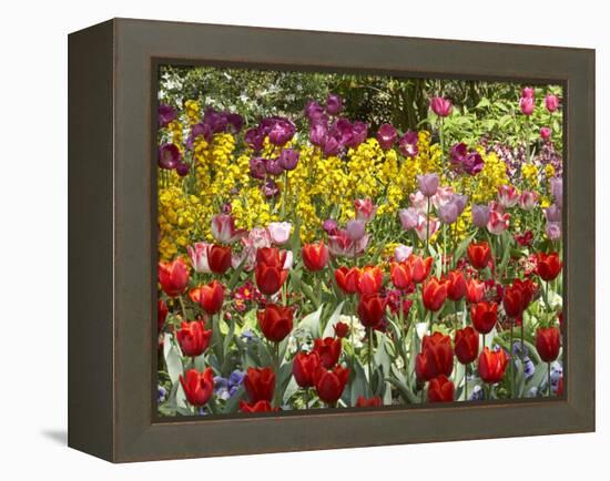 Tulips in St James's Park, London, England, United Kingdom-David Wall-Framed Premier Image Canvas