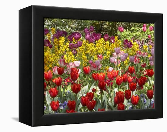 Tulips in St James's Park, London, England, United Kingdom-David Wall-Framed Premier Image Canvas
