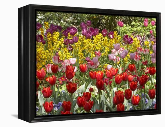 Tulips in St James's Park, London, England, United Kingdom-David Wall-Framed Premier Image Canvas