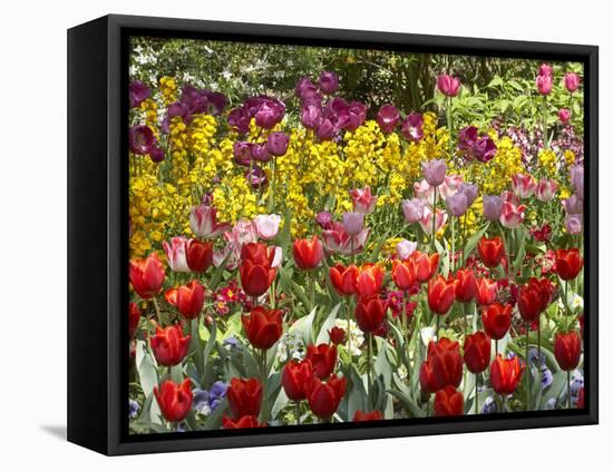 Tulips in St James's Park, London, England, United Kingdom-David Wall-Framed Premier Image Canvas