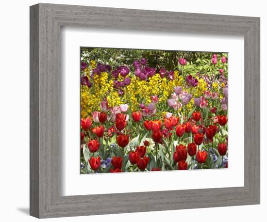 Tulips in St James's Park, London, England, United Kingdom-David Wall-Framed Photographic Print