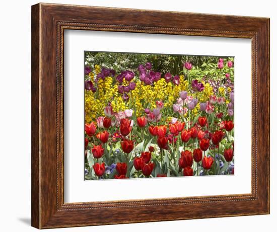 Tulips in St James's Park, London, England, United Kingdom-David Wall-Framed Photographic Print