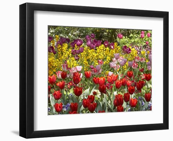 Tulips in St James's Park, London, England, United Kingdom-David Wall-Framed Photographic Print