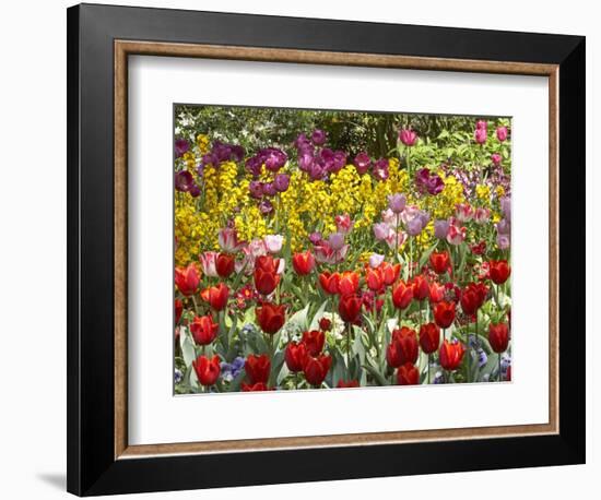 Tulips in St James's Park, London, England, United Kingdom-David Wall-Framed Photographic Print