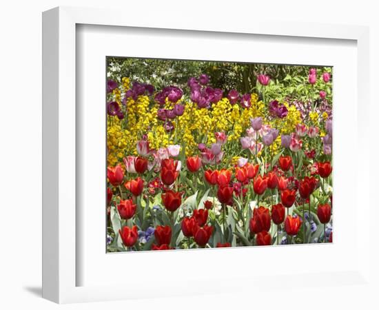 Tulips in St James's Park, London, England, United Kingdom-David Wall-Framed Photographic Print