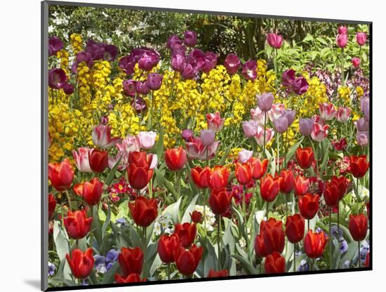 Tulips in St James's Park, London, England, United Kingdom-David Wall-Mounted Photographic Print