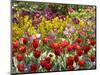 Tulips in St James's Park, London, England, United Kingdom-David Wall-Mounted Photographic Print